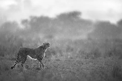 Work by Atif Saeed, plate 2