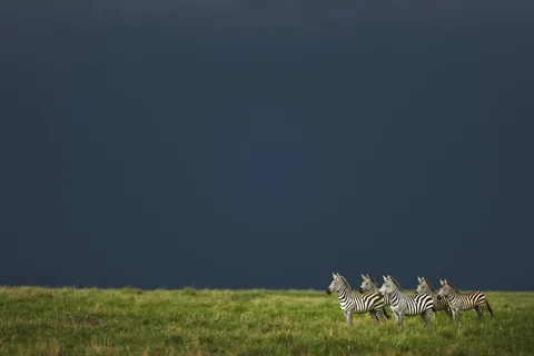 Work by Atif Saeed, plate 3