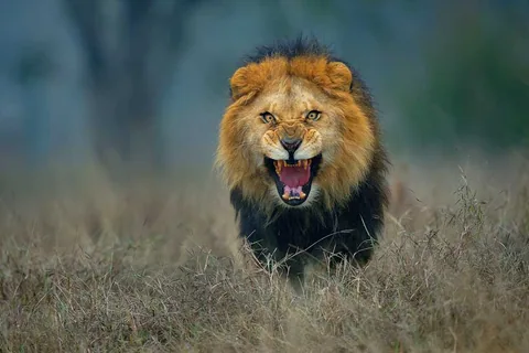 Work by Atif Saeed, plate 9