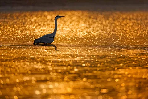 Work by Atif Saeed, plate 11